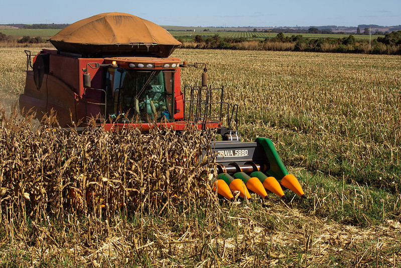 Segunda safra de milho pode terminar em julho com perdas de até 10%