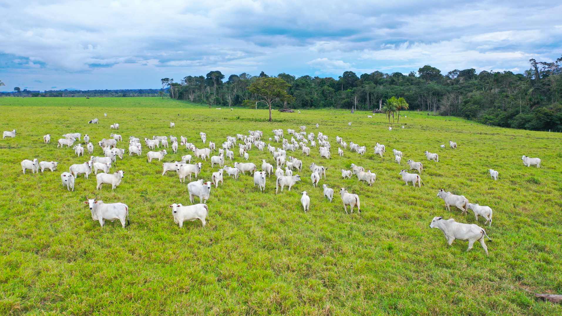 Adubação de pastagem é garantia de mais arroba por hectare