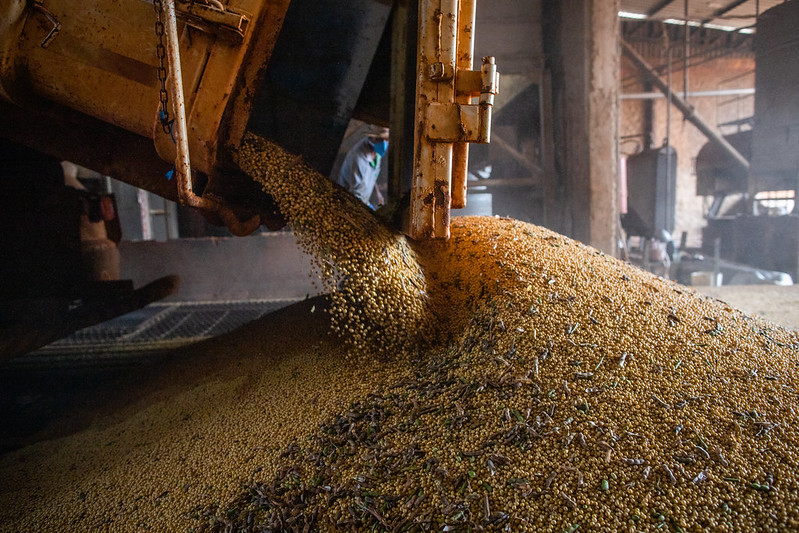 Incerteza no mercado internacional faz preço da soja cair