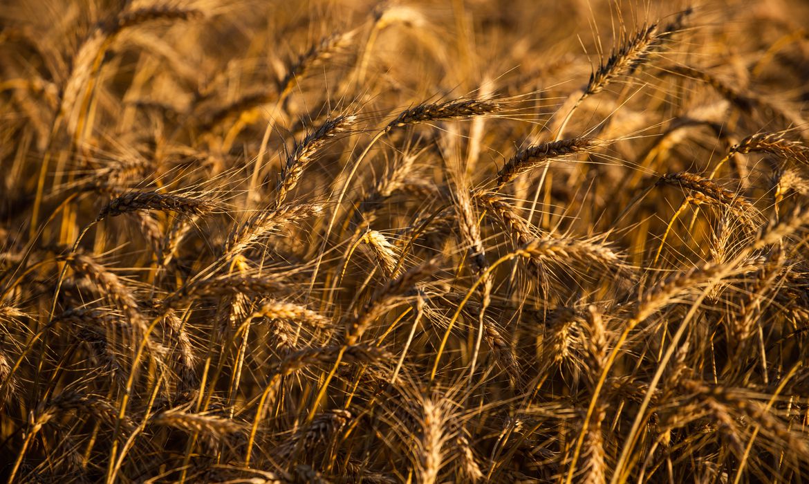 Chineses descobrem gene que pode aumentar produção de grãos sem abertura de área