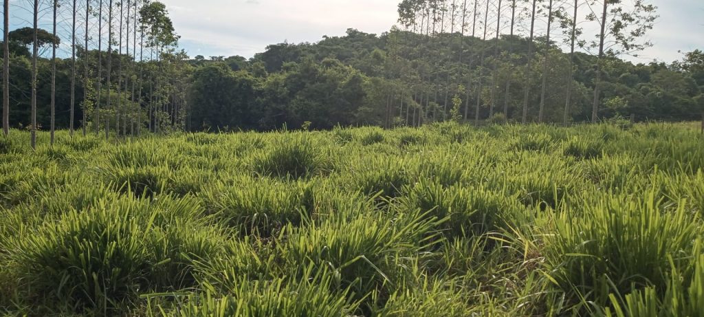 Programa recupera pastagens e aumenta em quatro vezes lotação animal