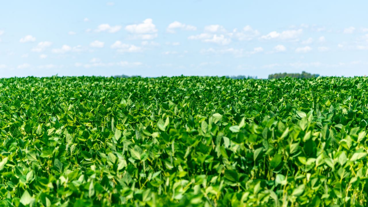 Artigo: Os benefícios do uso de plantas de cobertura na agricultura