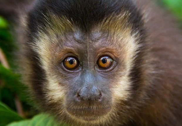Destruição florestal aumenta risco de extinção de macacos em MT