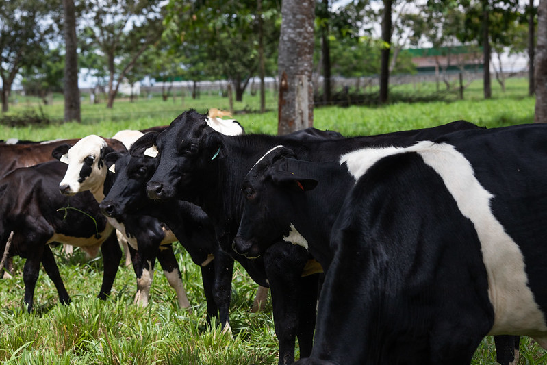 Acrimat divulga orientações sobre comercialização de gado
