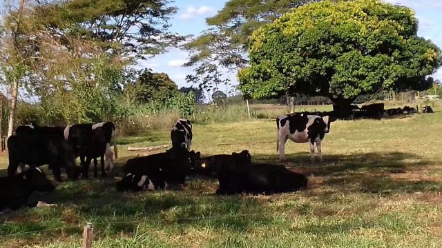 Sombra e água fresca: integração entre pasto e floresta protege rebanho e aumenta produtividade