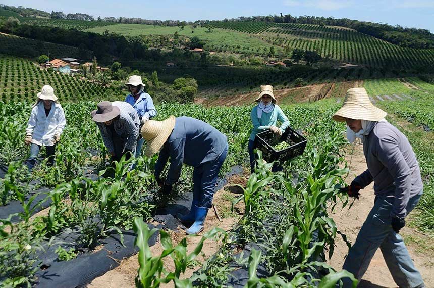 Tempo seco e quente expõe trabalhador rural a doenças pulmonares e de pele