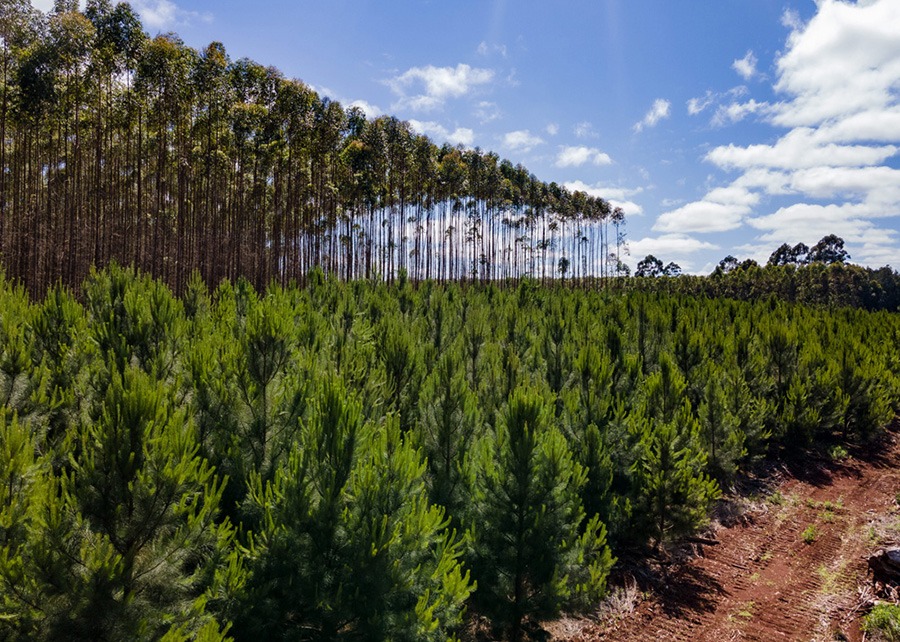 Conservar florestas pode colocar Brasil na liderança do mercado de carbono