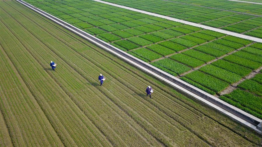 Ministério chinês tentará ‘criar chuva’ para proteger colheita da seca
