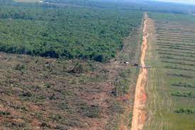 O que se perde em Mato Grosso com destruição florestal?