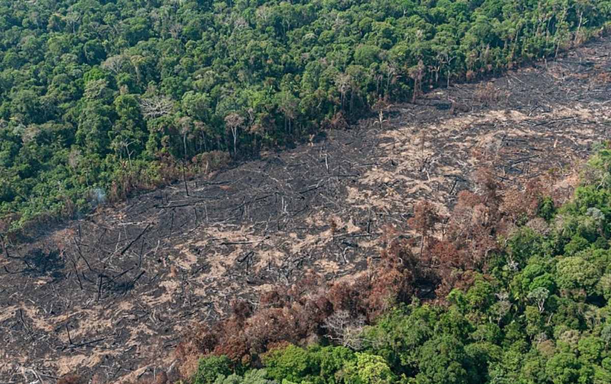 Brasil perdeu um terço da sua vegetação nativa nos últimos 37 anos