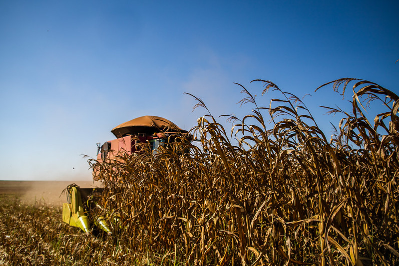 De cosméticos a combustíveis: milho vai muito além do cuscuz