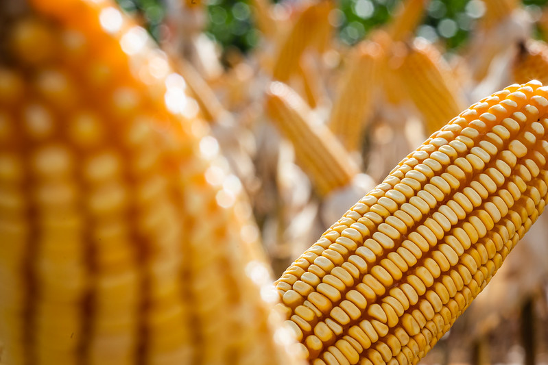 Seguda safra de milho leva agronegócio a mais um recorde