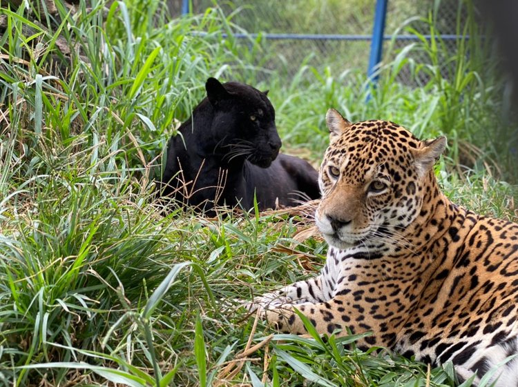 Liberar a caça esportiva de animais em MT ajuda ou atrapalha o produtor?