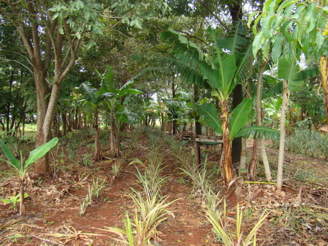 Agroecologia já beneficia agricultores em Mato Grosso