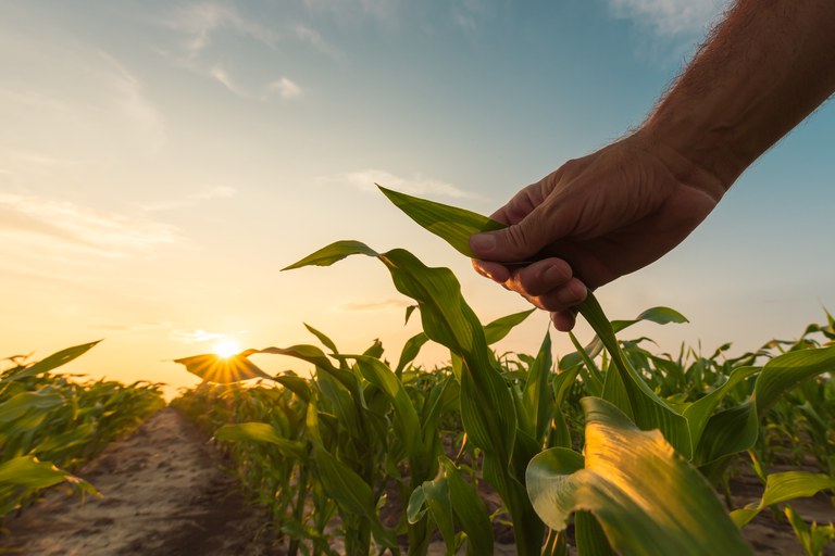 Ministério da Agricultura libera R$ 1 bilhão para o seguro rural