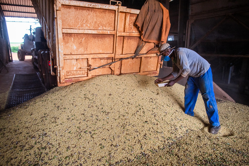 Produção de milho deve crescer e a de soja cair, aponta IBGE