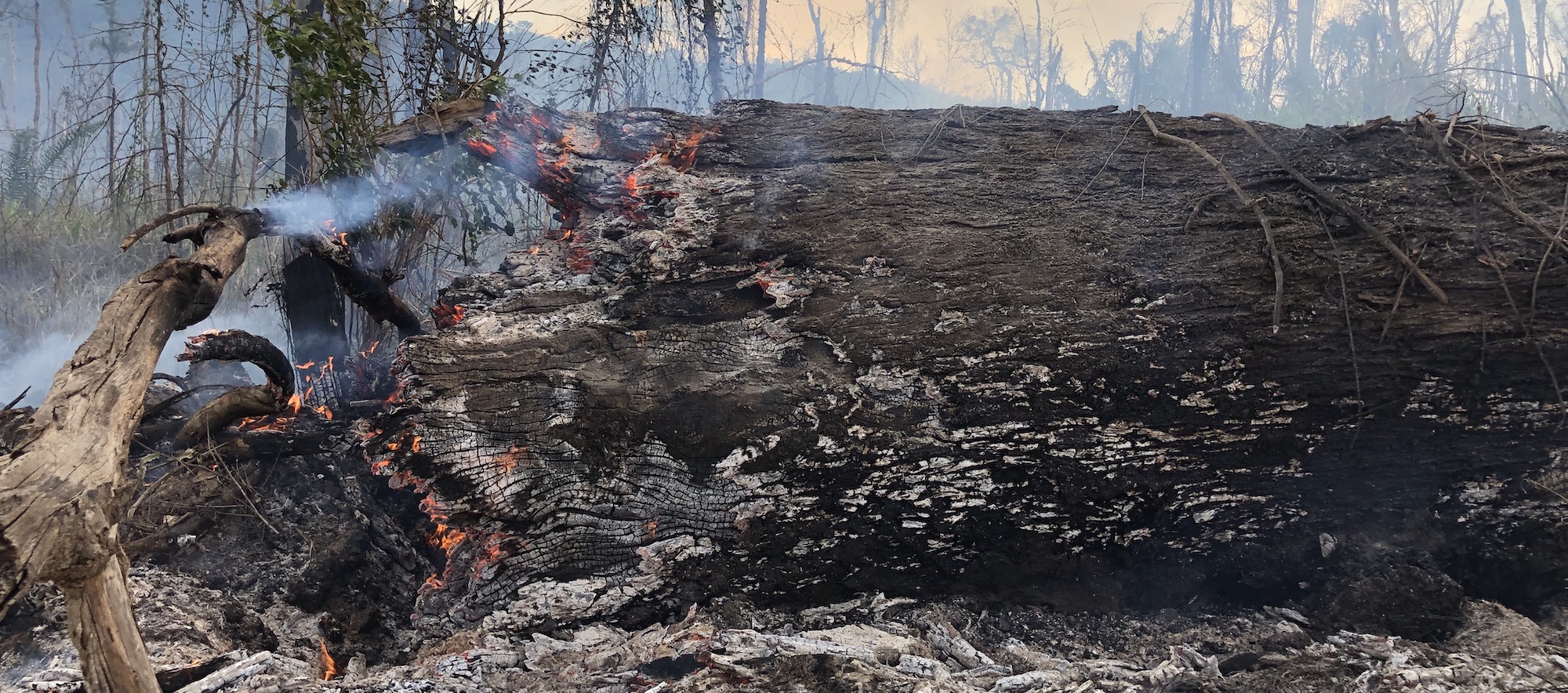 Desmate na Amazônia explode em agosto e alcança 2ª pior marca