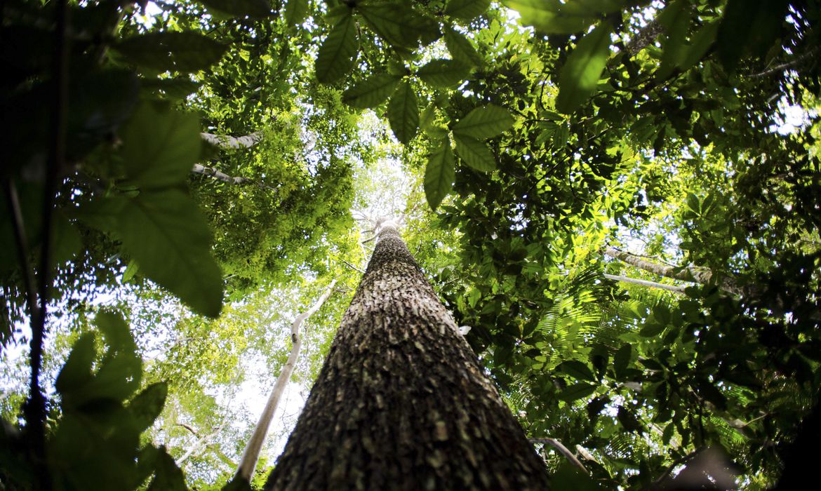 Neste 5 de setembro é dia de celebrar a grandeza da Amazônia