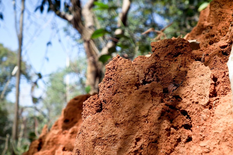 Esterco de aves é o que mais reduz acidez de solo no Cerrado