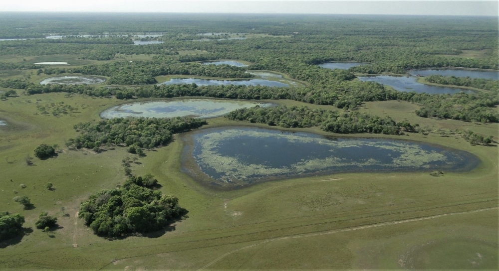 Crise climática e pressão antrópica estão levando o Pantanal ao desequilíbrio