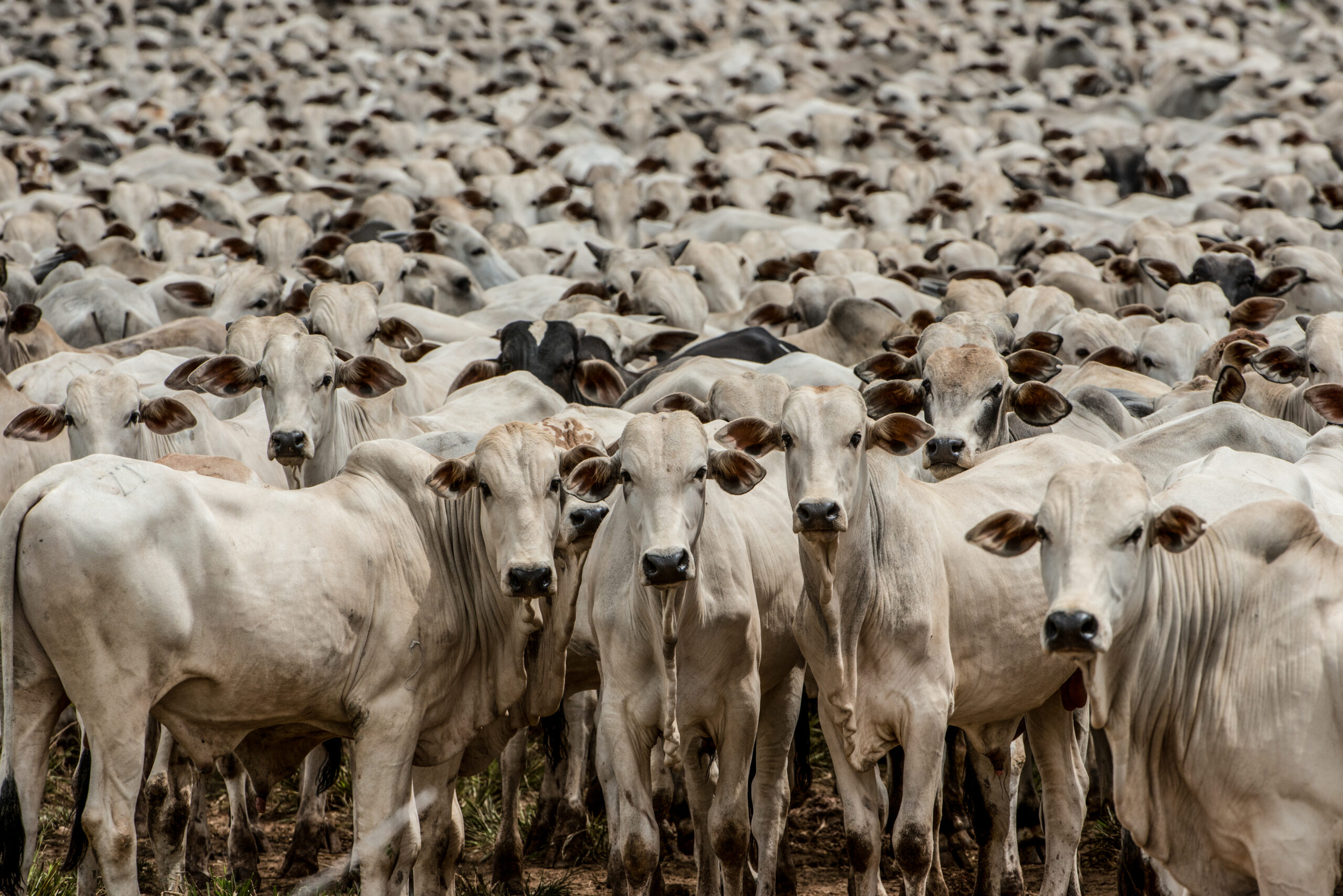 Destruição ambiental pode gerar prejuízo de US$ 150 bi a investidores do agro