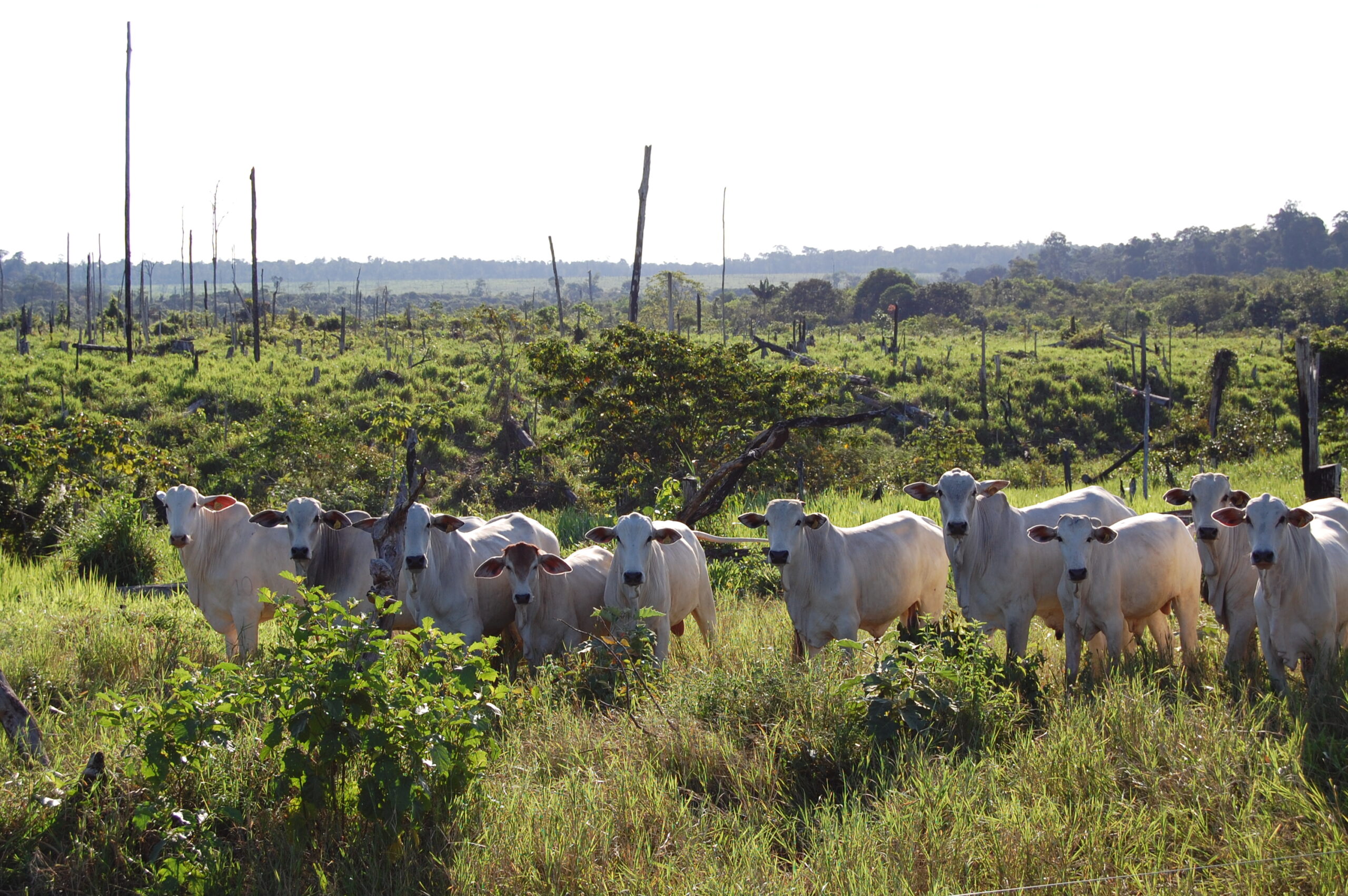 Até 45% das terras desmatadas não são usadas pela agropecuária