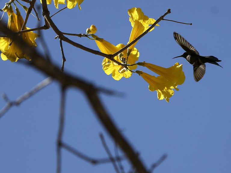 Primavera dá início ao plantio das principais culturas de verão