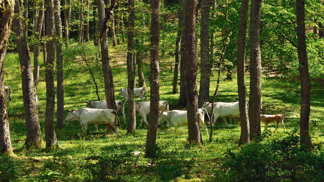 Artigo: O papel da agropecuária na preservação ambiental