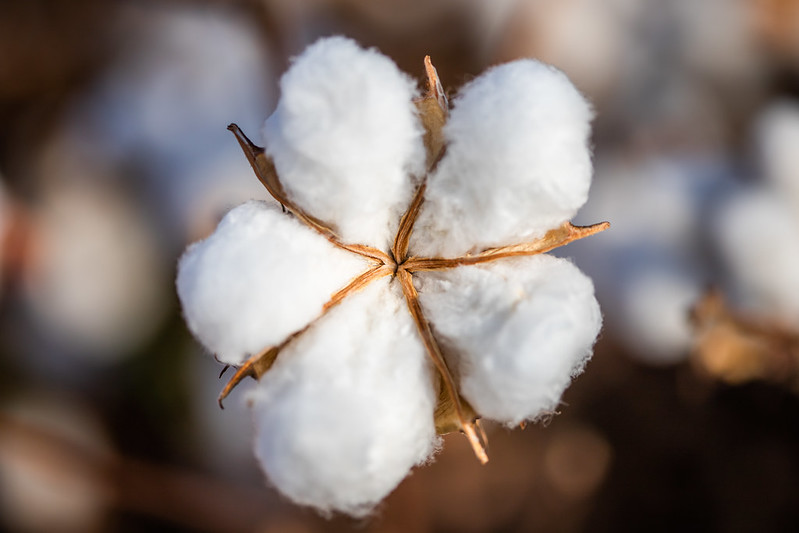 Brasil segue como o 2º maior exportador mundial de algodão