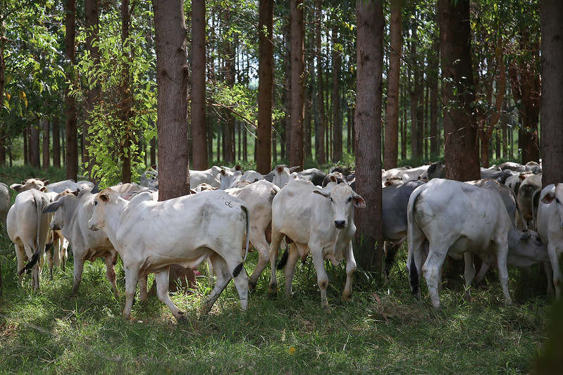 COP27: Reinserção de pequenos pecuaristas é fundamental para conservação e acesso a crédito