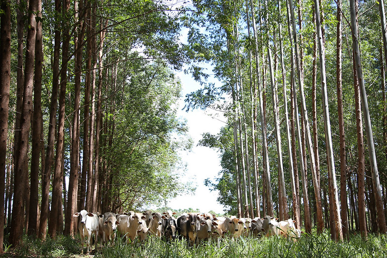 ‘Precisamos ter mais clareza de como o carbono no agro tem que se viabilizar no Brasil’