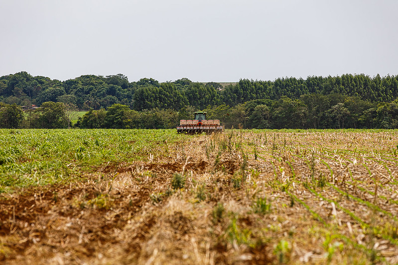 Produtores temem perder janela da 2ª safra diante de chuvas irregulares em MT