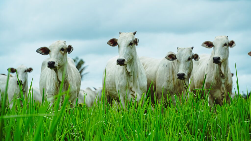 Pecuarista deve registrar marca utilizada para identificar seu rebanho