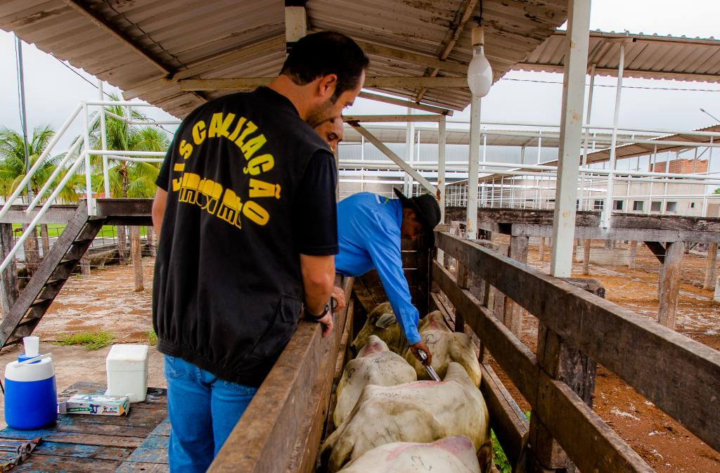 Segunda etapa da vacinação contra febre aftosa começa em novembro