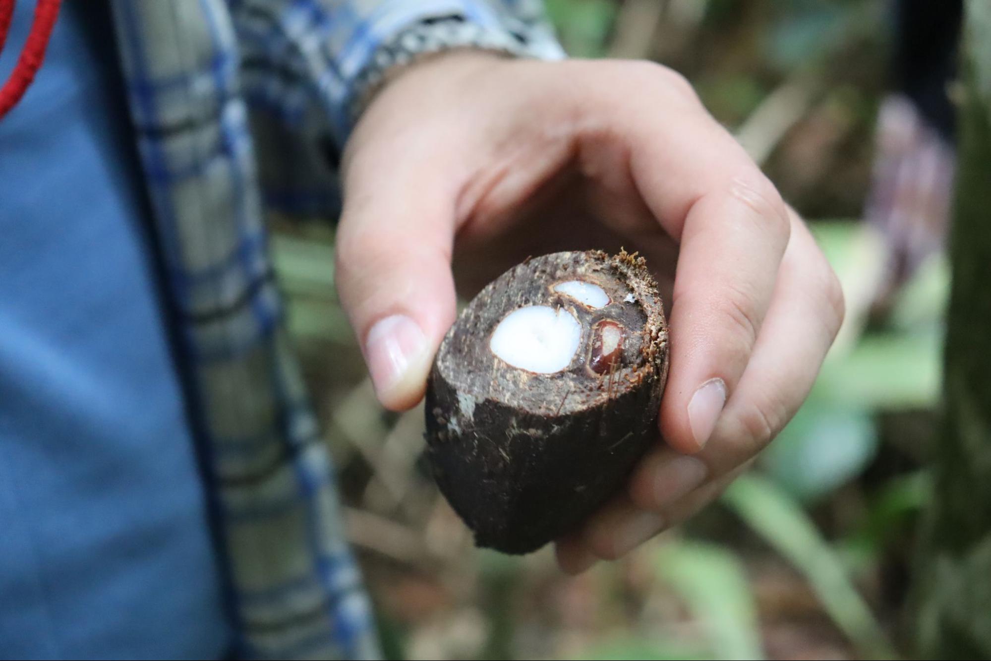 Saber tradicional e geração de renda: indígenas criam agroindústria de babaçu