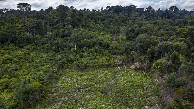 COP27: Simples e barata, regeneração natural deve estar no topo das prioridades