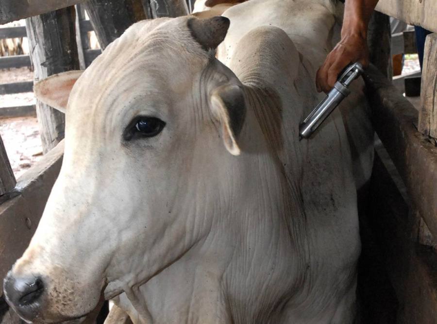 Expectativa é de vacinar 33 milhões de animais contra febre aftosa em Mato Grosso