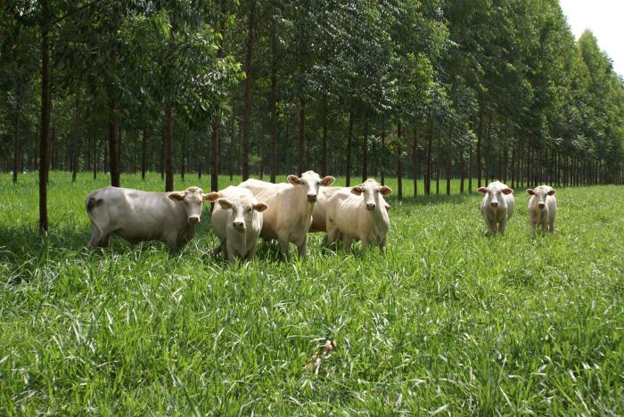 Integração Lavoura-Pecuária-Floresta contribui para descarbonização e saúde do solo
