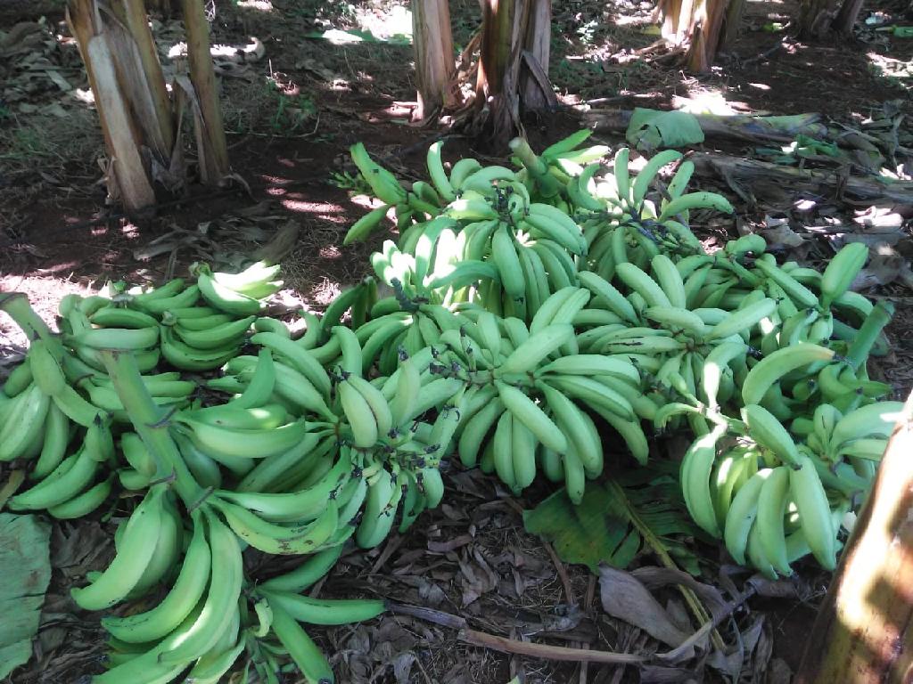 Variedade de banana criada em MT garante mais lucratividade