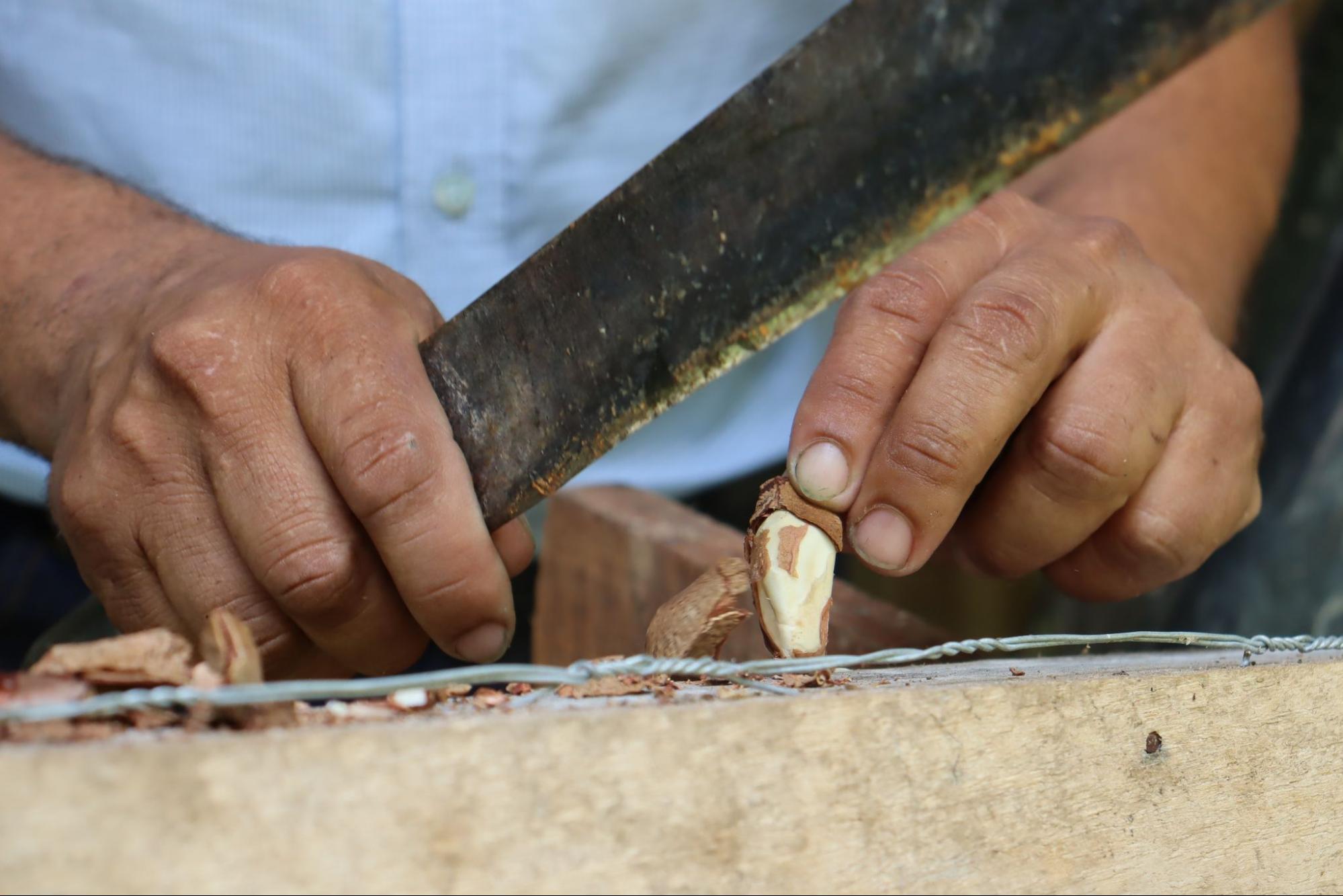 Agroindústria de castanha traz avanços a extrativistas em Cotriguaçu