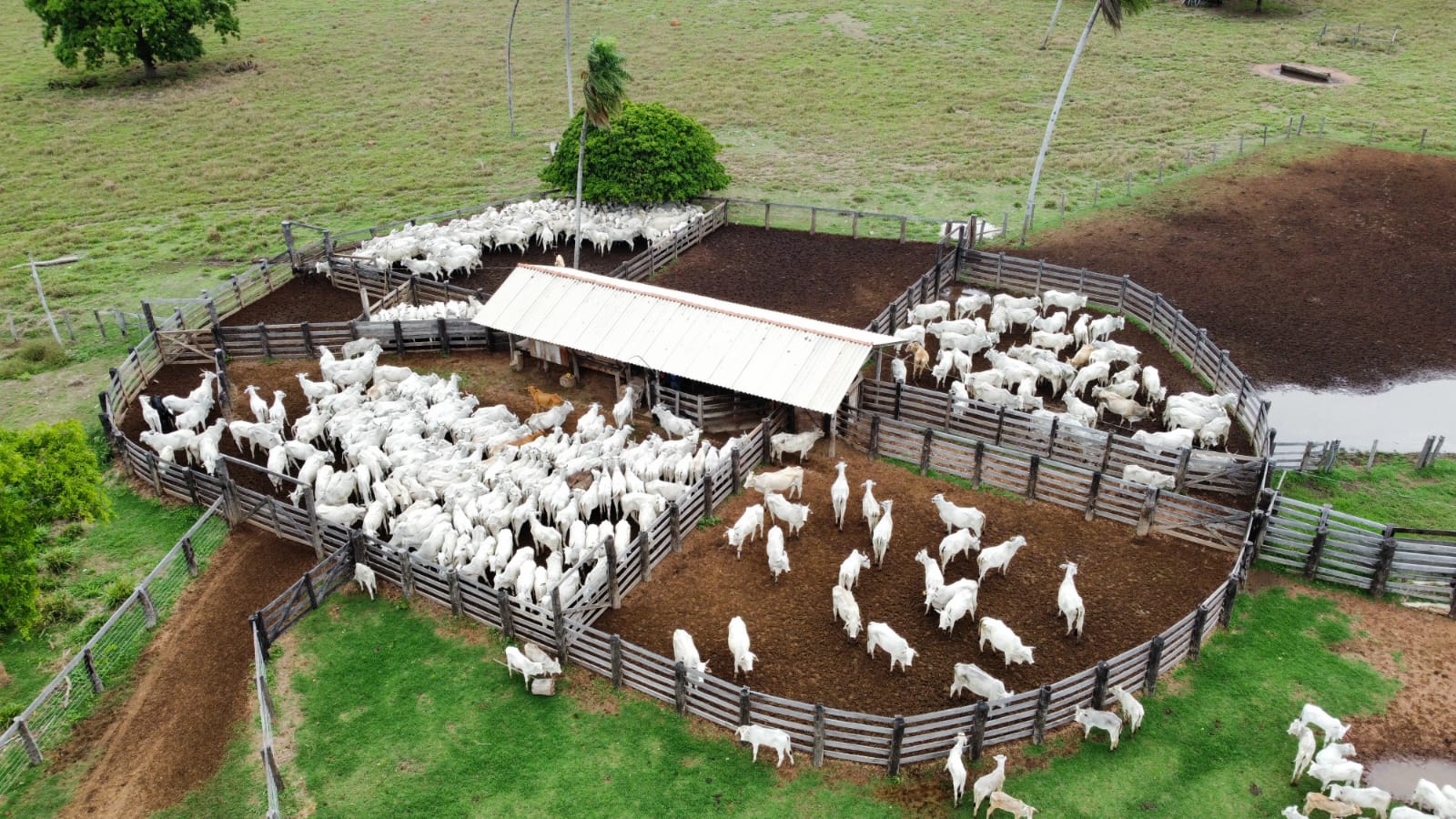 Fazenda Pantaneira Sustentável: Projeto eleva índices zootécnicos na pecuária de MT
