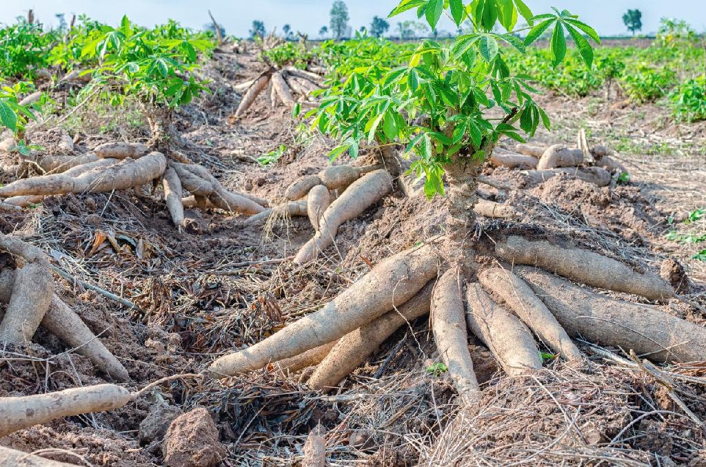 Mandioca: veja quais variedades são as mais apropriadas para o plantio