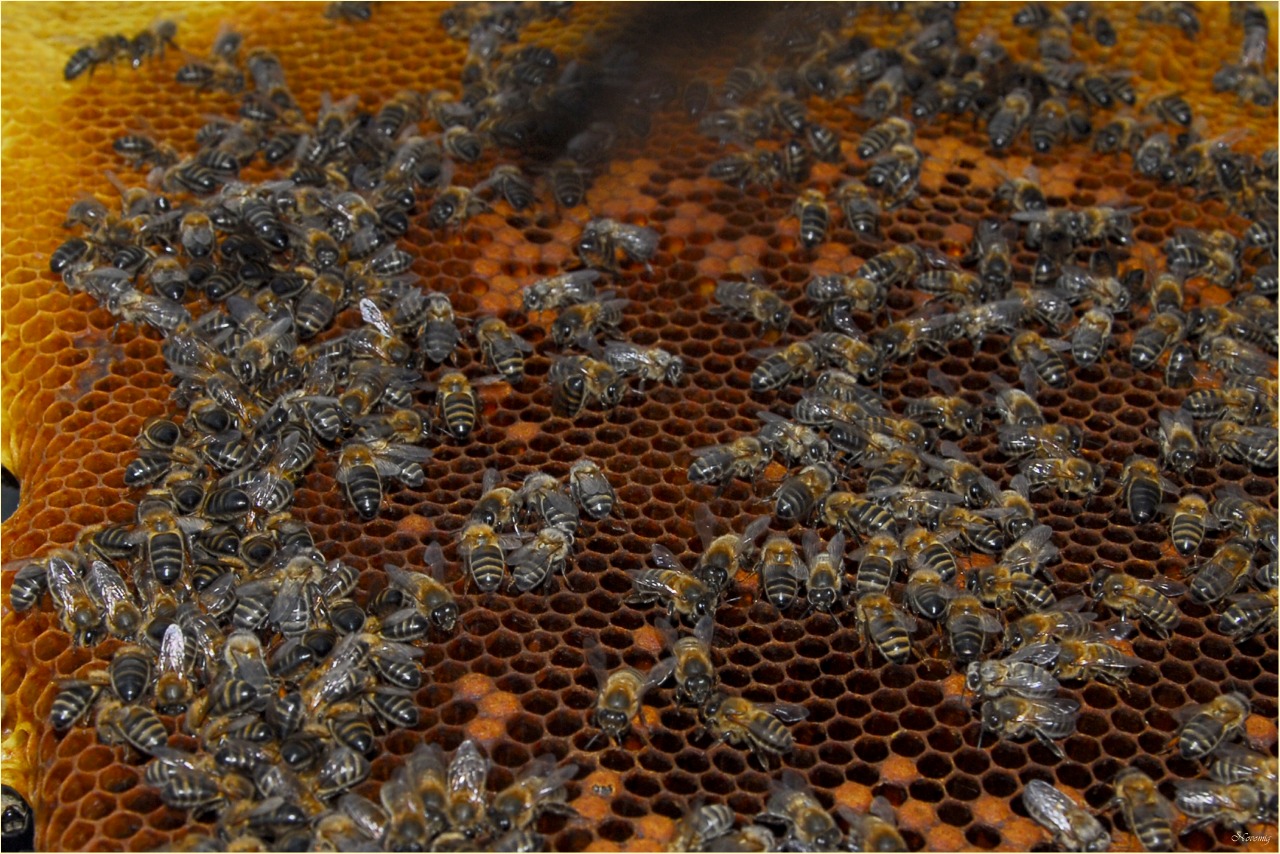 Pouco explorada, produção de mel pode ter aumento de 300 toneladas por ano em MT