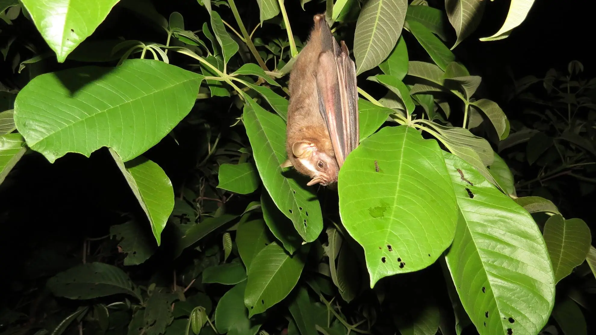 Salvação da lavoura, morcegos ainda resistem em áreas de pasto no Pantanal
