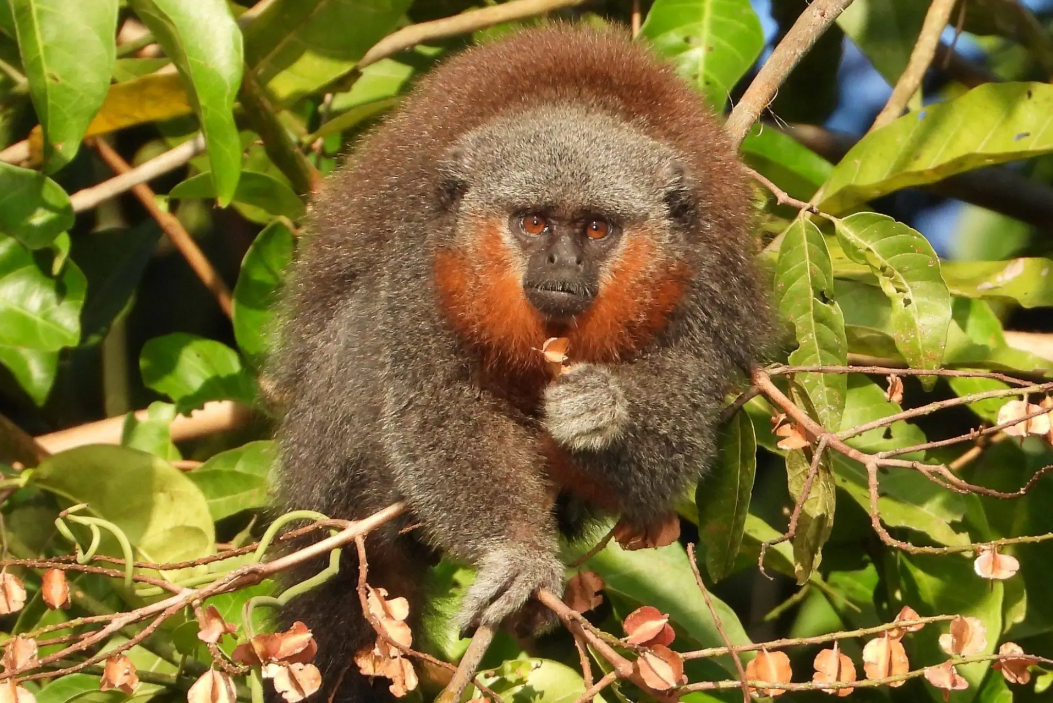 Destruição ambiental ameaça espécie de macaco exclusiva de MT