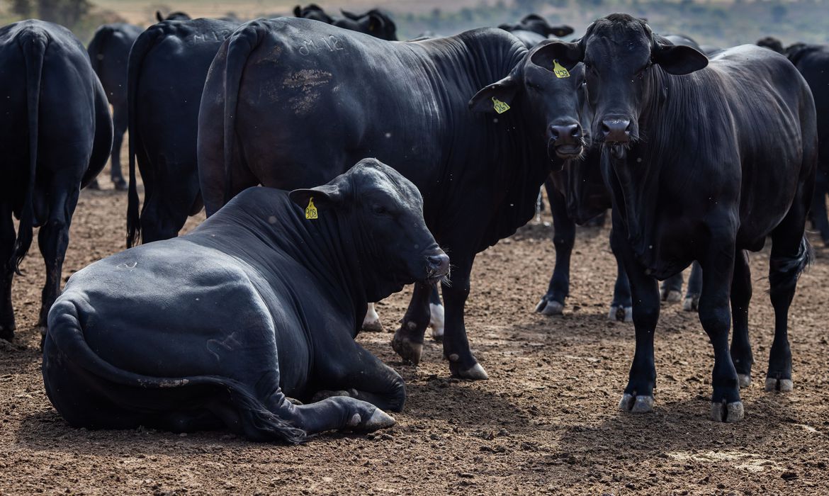 Aberta consulta pública sobre rastreabilidade na cadeia da carne