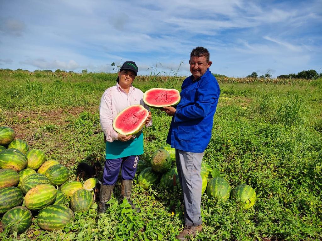 Alternância de cultura rende colheita farta de melancia e tomate em sítio