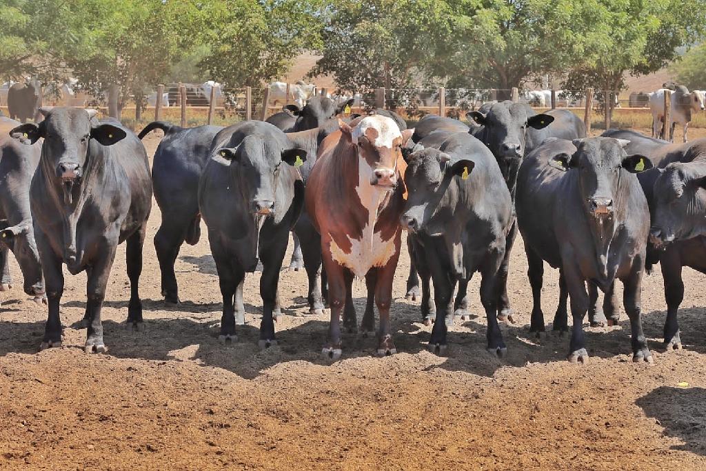 MT tem 406 propriedades com gado bovino aptas a exportar para UE, diz Indea