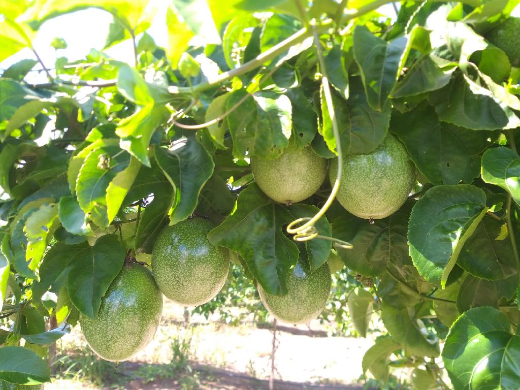 Cultivo do maracujá em Nova Ubiratã traz otimismo para agricultor familiar