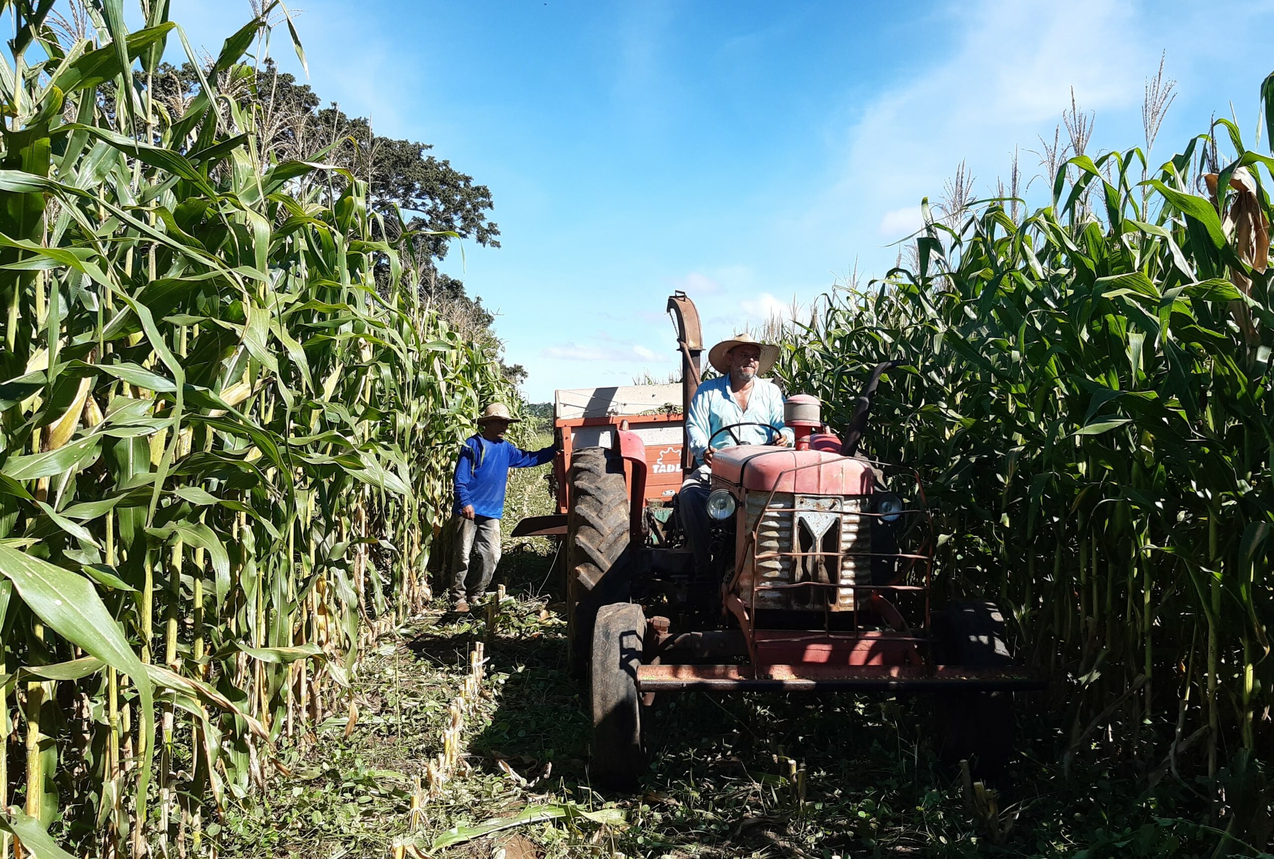 Melhoria da alimentação do rebanho aumenta 51% produção de leite em sítio